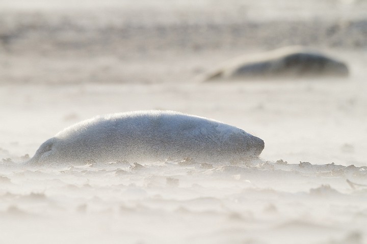 Kegelrobbe Halichoerus grypus